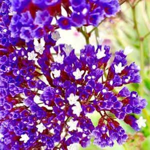 Meet your Posher, Araceli